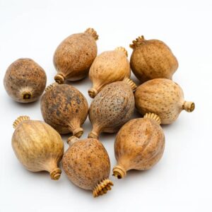Dried Poppy Heads Large (42mm-54mm)