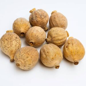 Dried Poppy Heads Grand A