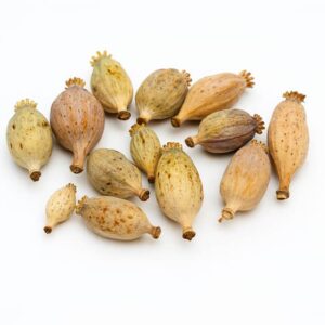 Dried Poppy Heads small (15mm-30mm)