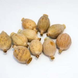 Dried Poppy Heads medium (30mm-42mm)